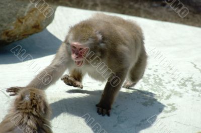 monkey