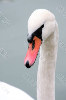 Swans Head