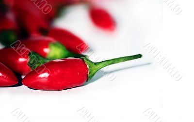 hot chili