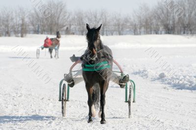 horse on a white snow