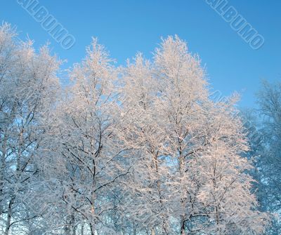 Freezing day in forest