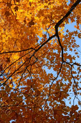 Colorful autumn trees