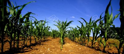 corn field