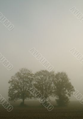 Trees with fog