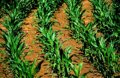 corn field