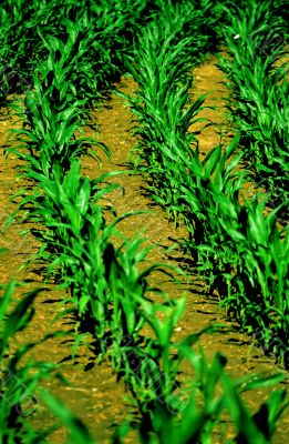 corn field