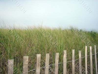 beach grass