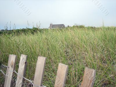 beach grass