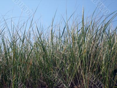 beach grass