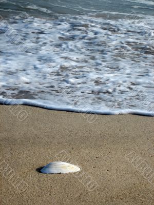 sea shell on beach