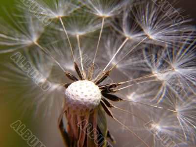 Dandelion