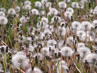 Dandelion