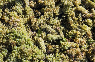 Grapes freshly harvested