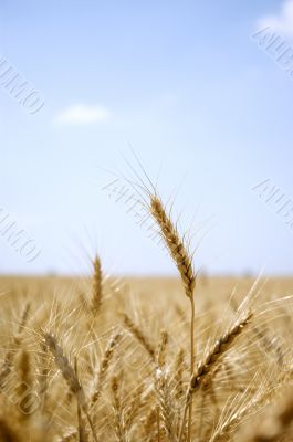 Ear of wheat in a field