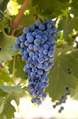Grapes on the vine