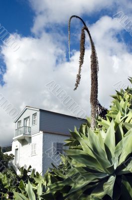 Agave `agave attenuata`
