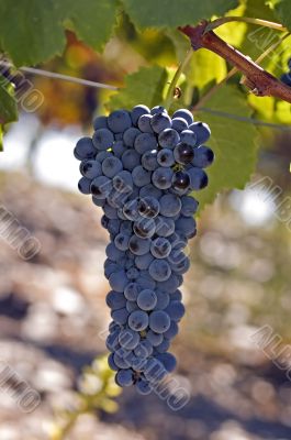 Grapes on the vine 1