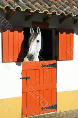 Horse in stable