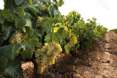 Grapes hanging from vines