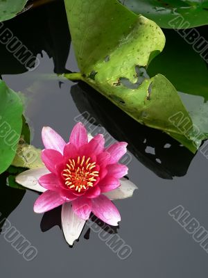 lotus flower