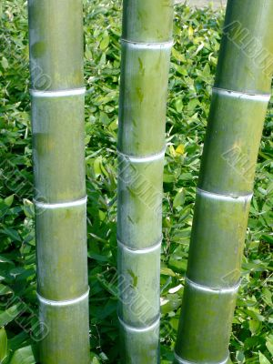 three bamboo poles