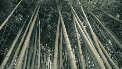 bamboo forest background