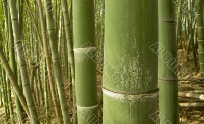 green bamboo background