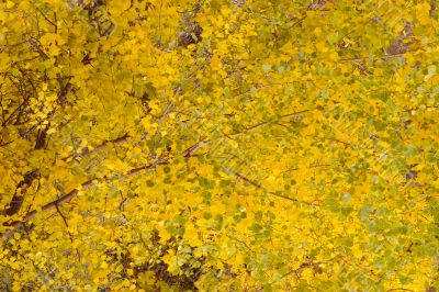 Autumn leafs
