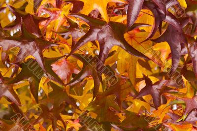 Autumn leafs