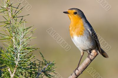 Beautiful red bird