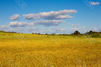 Field of flowers