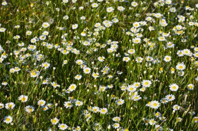 Field of daisies