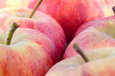 Close-up on fresh red apples