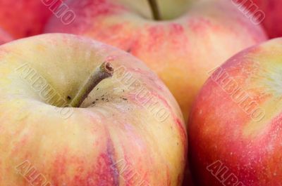 Close-up on fresh red apples