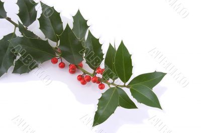 The sprig of European holly (Ilex aquifolium)