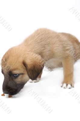 Puppy