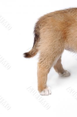 Puppy tail