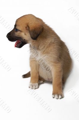 Puppy