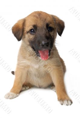 Puppy