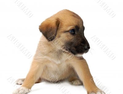 Puppy