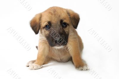Puppy