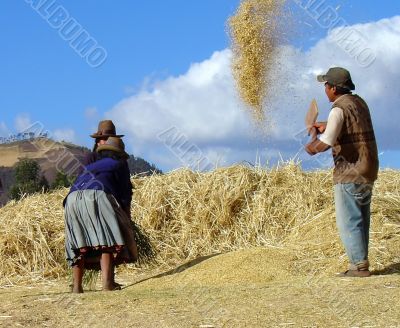 The Fields