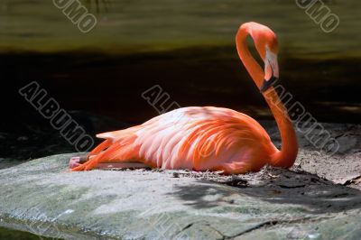 Flamingo 7