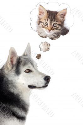 dog imagining a cat