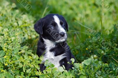 adorable small dog