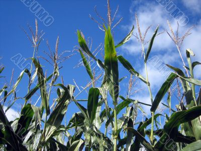 corn field