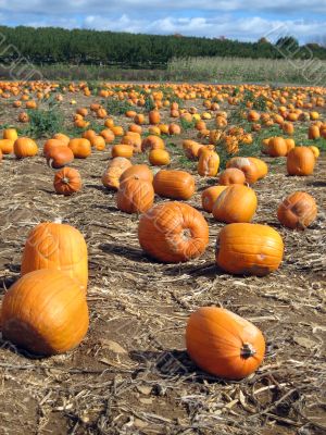 pumpkin patch