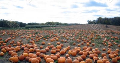 pumpkin patch