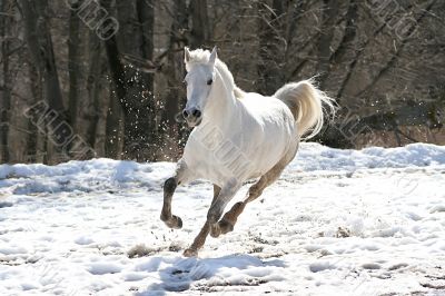 Skipping white horse