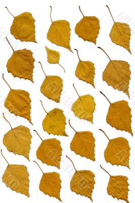 yellow leaves of birch